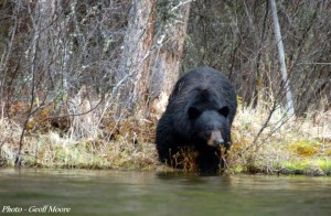 Bear Viewing - the mighty beast